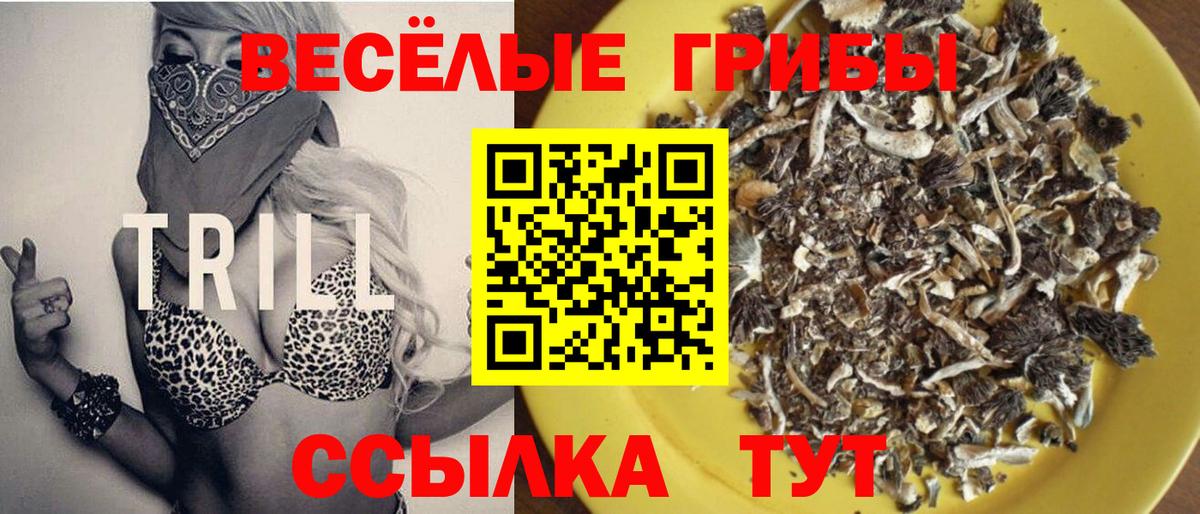 Галлюциногенные грибы Psilocybine cubensis Звенигород